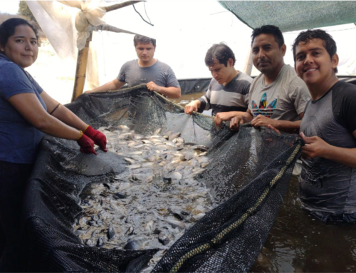 LA TILAPIA SOSTENIBLE: UNA OPORTUNIDAD PARA LA ACUICULTURA EN PERÚ