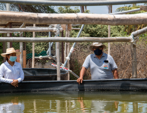 ACUAPONÍA: EL CAMINO HACIA UNA ACUICULTURA SOSTENIBLE EN PERÚ