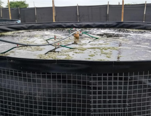 INNOVACIONES PARA UNA ACUICULTURA DE TILAPIA SOSTENIBLE EN PERÚ