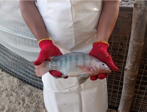 TILAPIA PERUANA: UN ALIMENTO SOSTENIBLE Y DELICIOSO DESDE NUESTRAS AGUAS